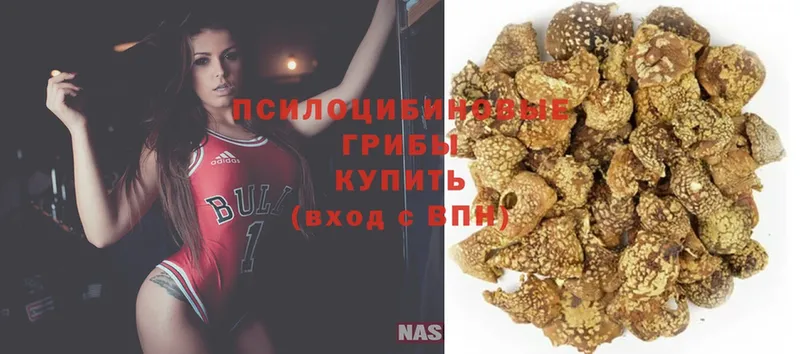 Псилоцибиновые грибы GOLDEN TEACHER  цены   Певек 